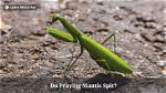 Do Praying Mantis Spit?