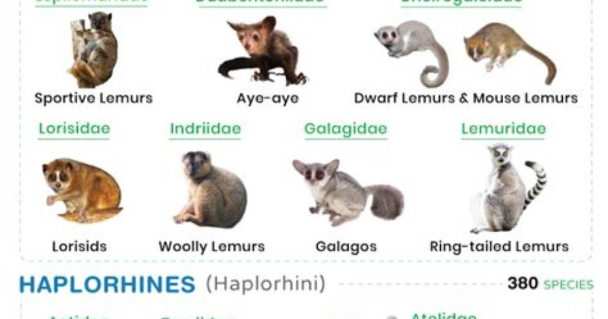 Do Primates Have Estrus