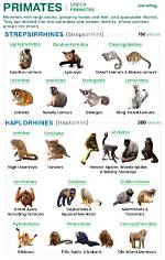 Do Primates Have Estrus