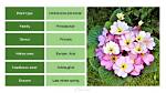 Do Primrose Flowers Spread