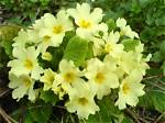 Do Primulas Flower Every Year?