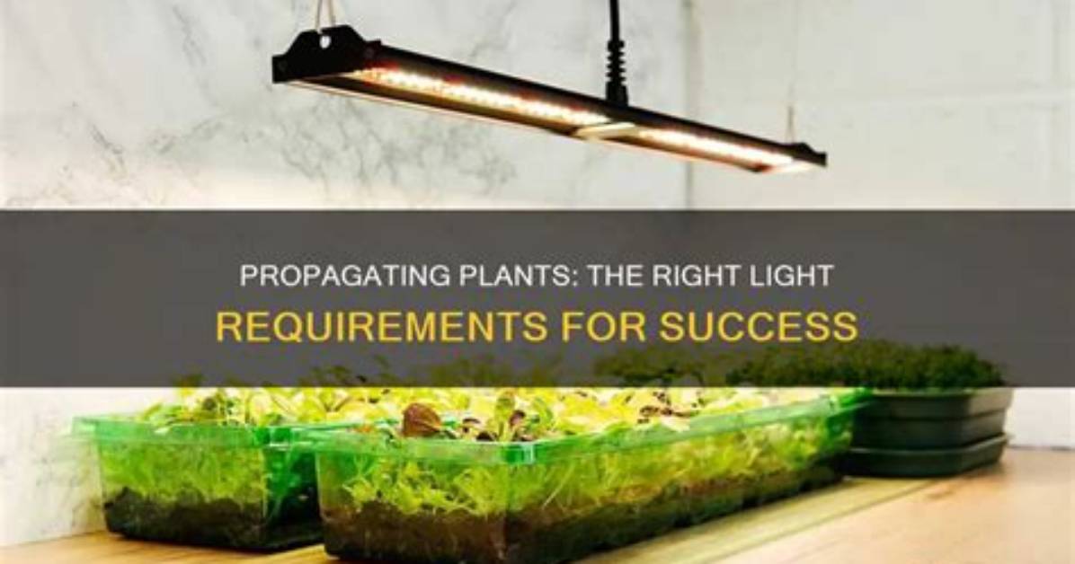 Do Propagating Plants Need Light?