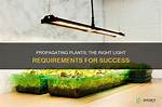 Do Propagating Plants Need Light?