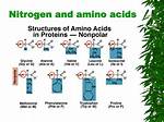 Do Proteins Contain Nitrogen