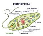 Do Protists Have a Nucleus?