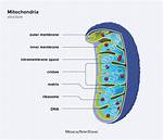 Do Protists Have Mitochondria?