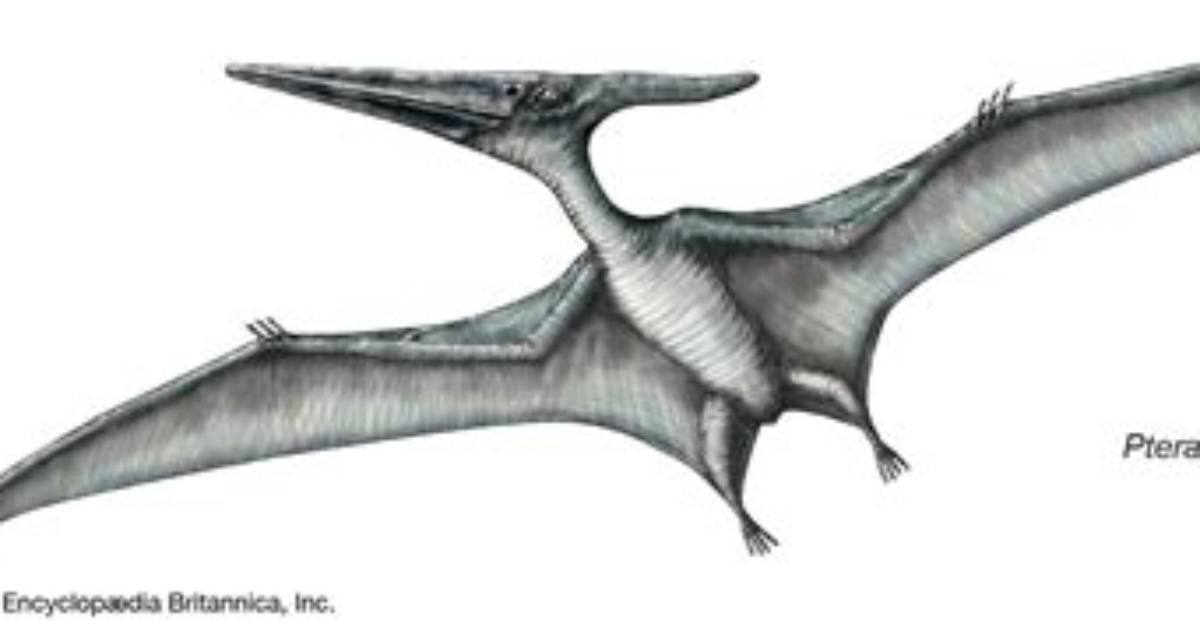 Do Pteranodons Have Teeth?
