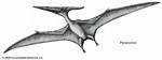 Do Pteranodons Have Teeth?