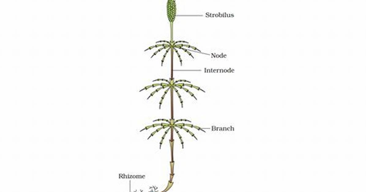 Do Pteris Have Strobili?