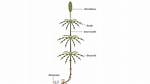 Do Pteris Have Strobili?
