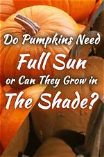 Do Pumpkins Need Full Sun