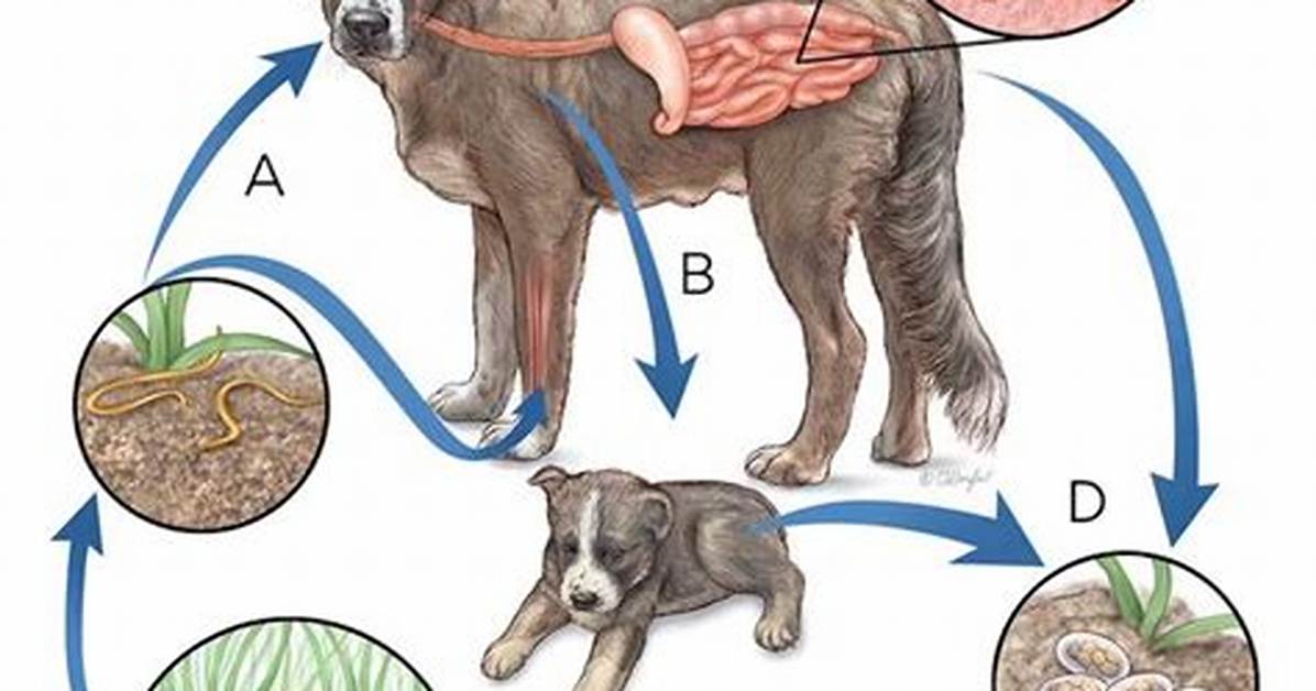 Do Puppies Get Hookworm?