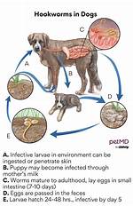 Do Puppies Get Hookworm?