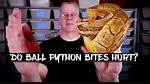 Do Python Bites Hurt?