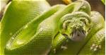 Do Pythons Have Venom?