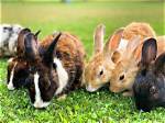 Do Rabbits Like Wheels
