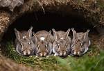 Do Rabbits Sleep