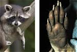 Do Racoons Have Thumbs?