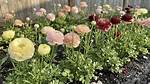 Do Ranunculus Keep Blooming?