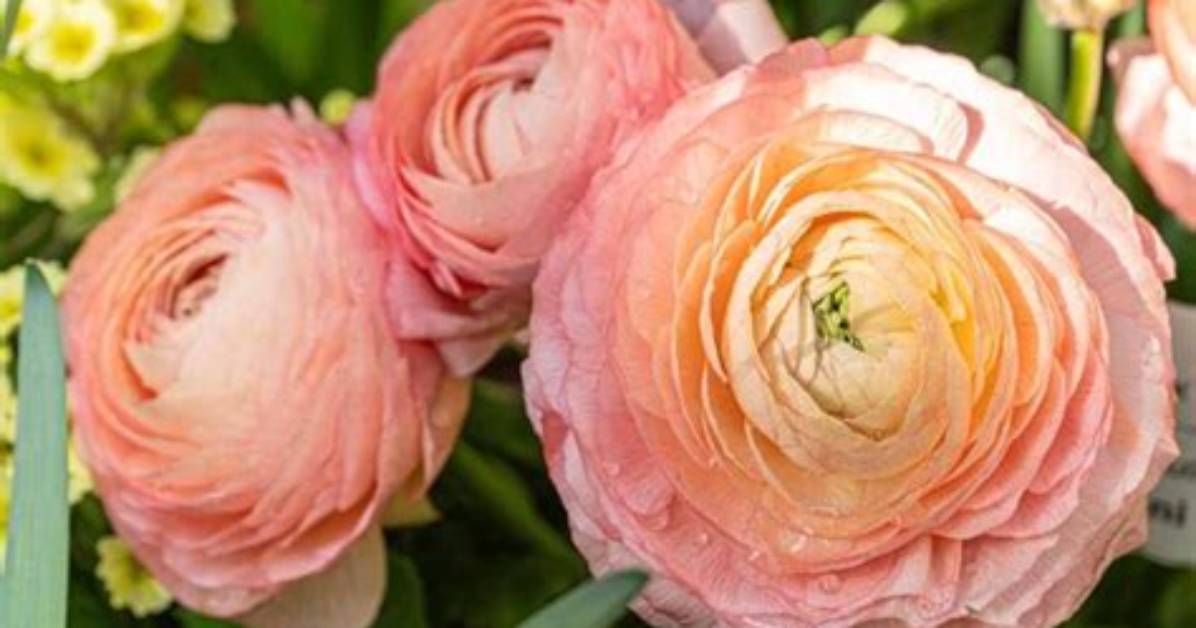 Do Ranunculus Like Full Sun?