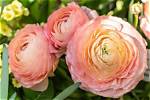 Do Ranunculus Like Full Sun?