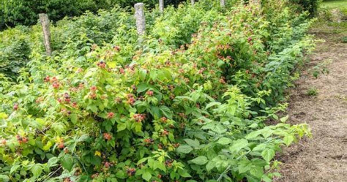 Do Raspberry Bushes Spread?