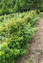 Do Raspberry Bushes Spread?