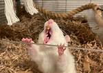 Do Rats Eat Teeth
