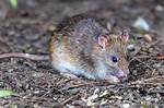 Do Rats Hate Cedar