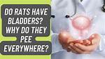 Do Rats Have a Bladder?