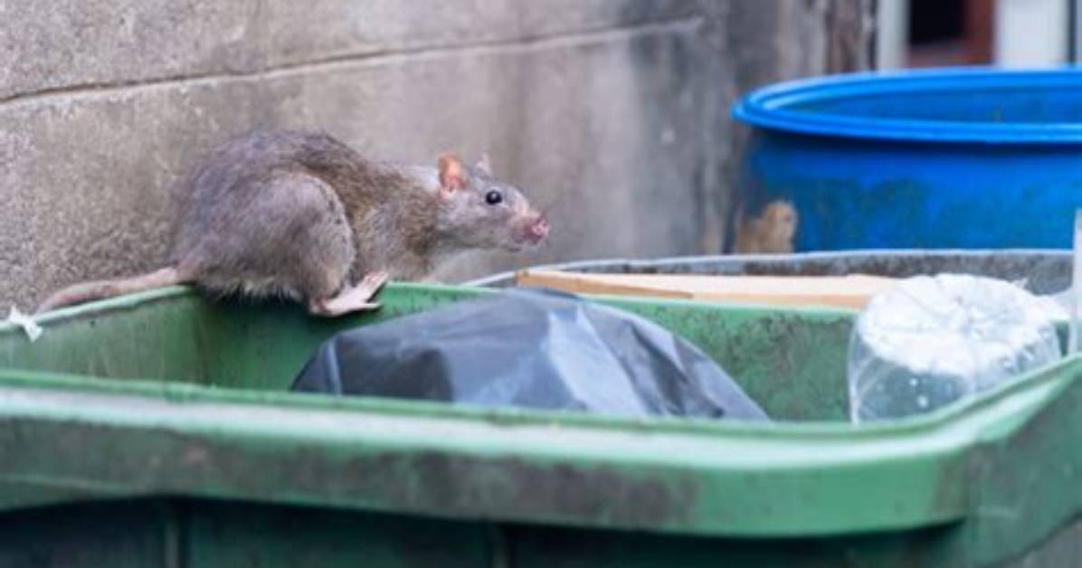 Do Rats Like Garbage