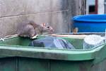 Do Rats Like Garbage