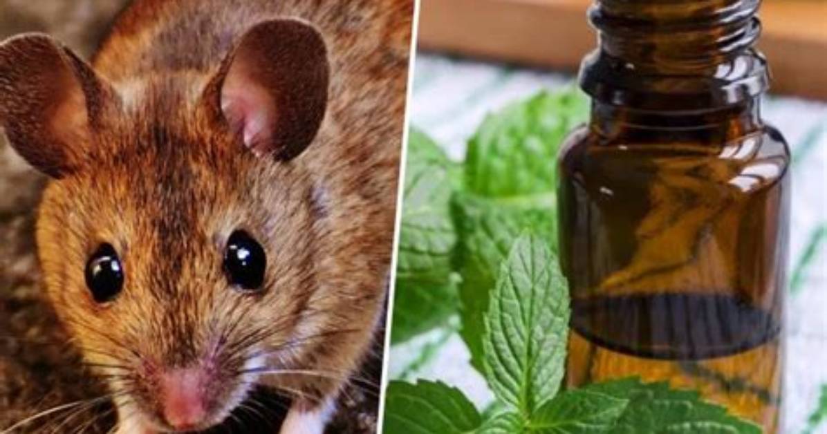 Do Rats Like Peppermint?