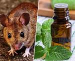 Do Rats Like Peppermint?