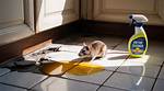 Do Rats Pee Constantly?