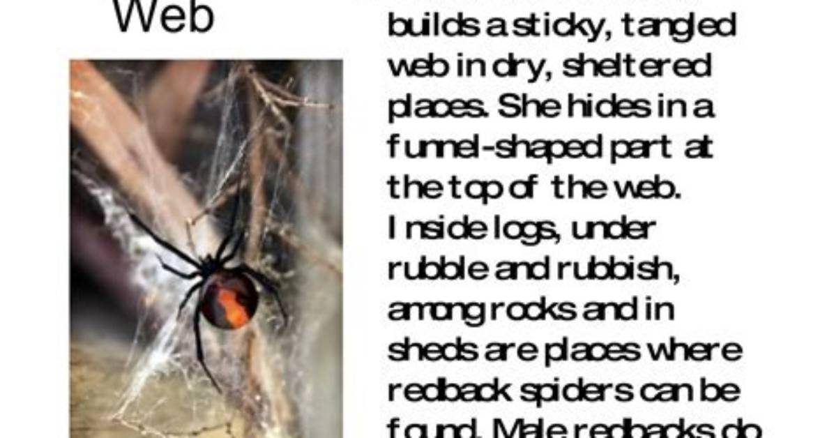 Do Redback Spiders Make Webs?