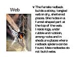 Do Redback Spiders Make Webs?