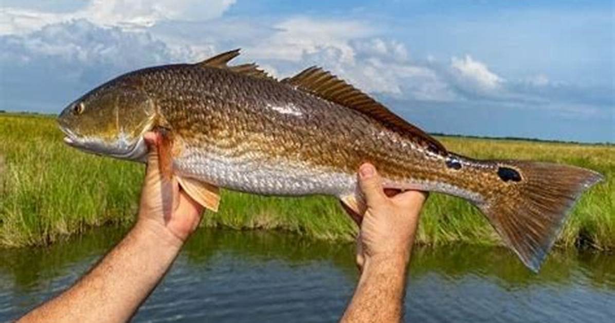 Do Redfish Have Bones?