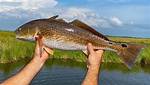 Do Redfish Have Bones?