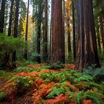Do Redwoods Fall Easily
