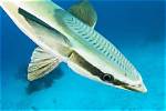 Do Remora Fish Hurt?