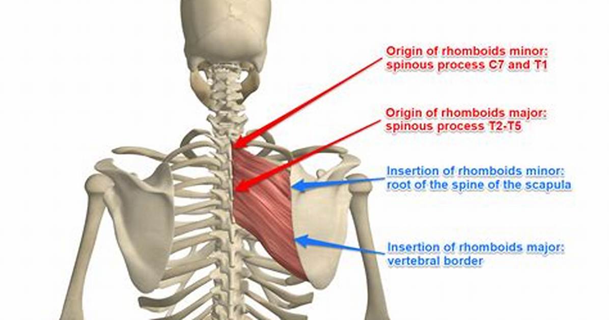Do Rhomboids Elevate Scapula?