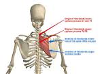 Do Rhomboids Elevate Scapula?