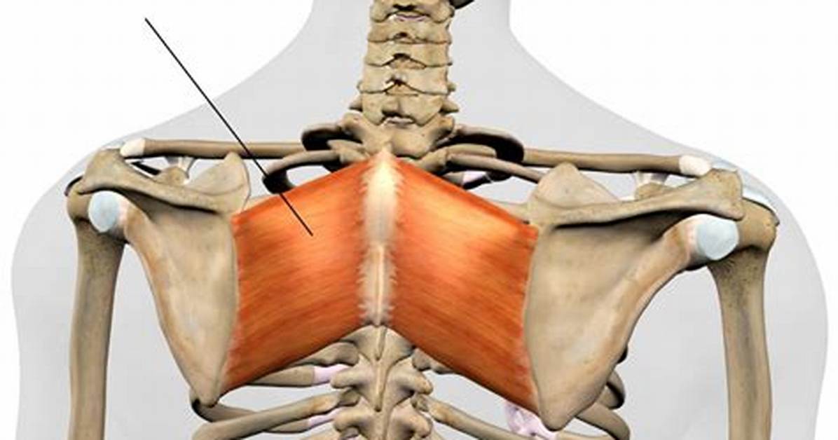 Do Rhomboids Help Posture?