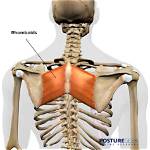 Do Rhomboids Help Posture?