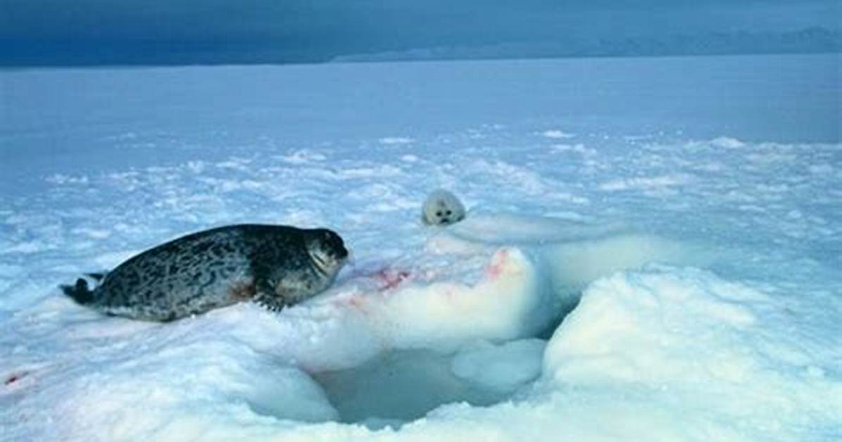 Do Ringed Seals Migrate?