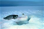 Do Ringed Seals Migrate?