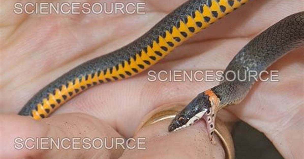 Do Ringneck Snakes Bite?