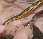Do Ringneck Snakes Bite?