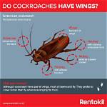 Do Roaches Have Wings?